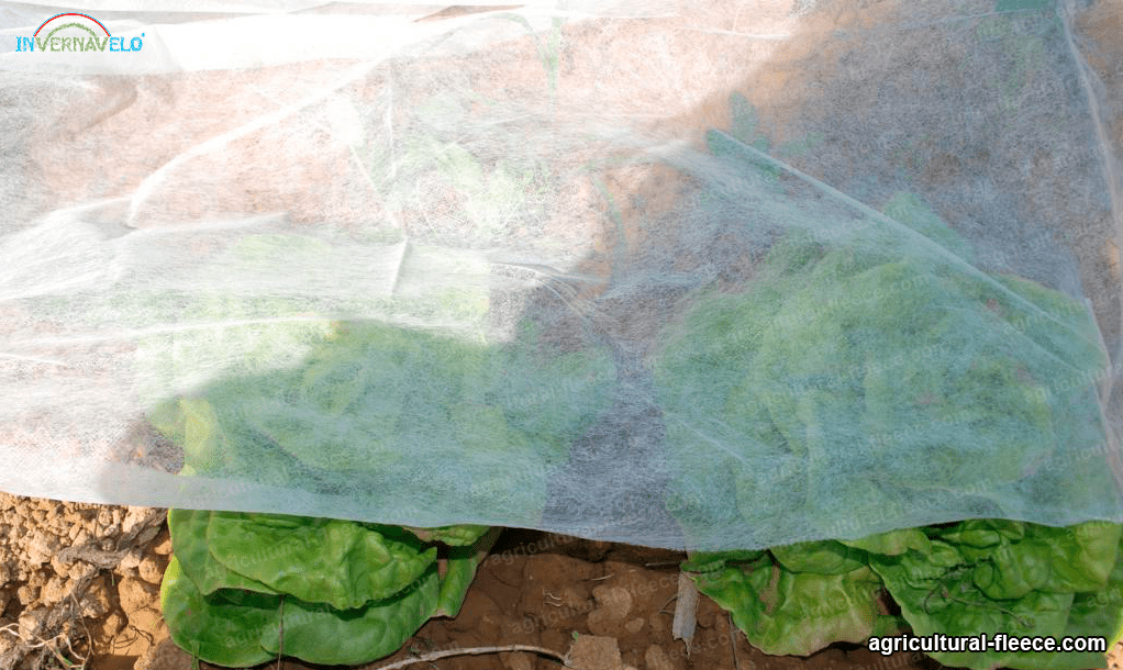 Frost blanket cover a vegetable